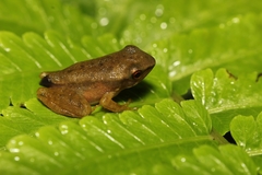 Chalcorana chalconota