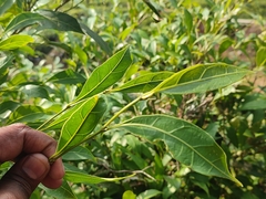 Ficus tinctoria