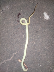 Psammophis phillipsii