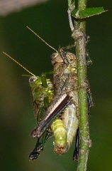 Dichromatos lilloanus