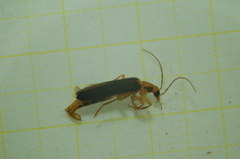 Nacerdes carniolica