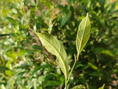 Ficus tinctoria