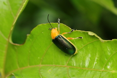 Cacoscelis marginata