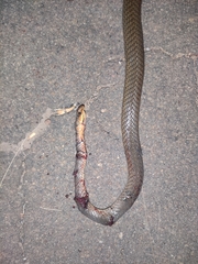 Psammophis phillipsii