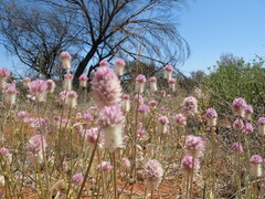Ptilotus helipteroides