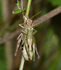 Dichromatos lilloanus