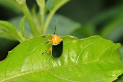 Cacoscelis marginata