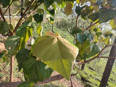 Mallotus tetracoccus