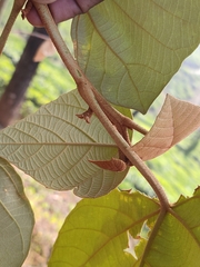 Mallotus tetracoccus