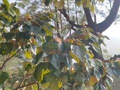 Mallotus tetracoccus