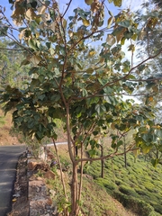 Mallotus tetracoccus