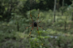 Nephila pilipes