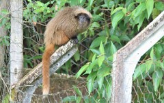 Callicebus nigrifrons
