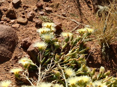 Mesembryanthemum nitidum