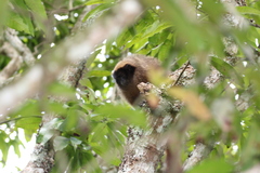 Callicebus nigrifrons
