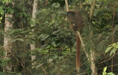 Callicebus nigrifrons