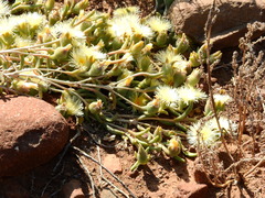 Mesembryanthemum nitidum