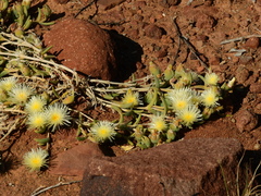 Mesembryanthemum nitidum