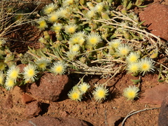 Mesembryanthemum nitidum