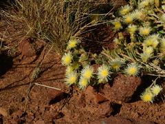 Mesembryanthemum nitidum