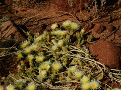 Mesembryanthemum nitidum