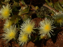 Mesembryanthemum nitidum