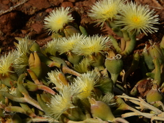 Mesembryanthemum nitidum