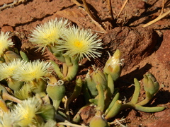 Mesembryanthemum nitidum