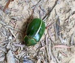 Stethaspis suturalis