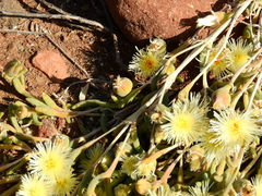 Mesembryanthemum nitidum