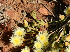 Mesembryanthemum nitidum