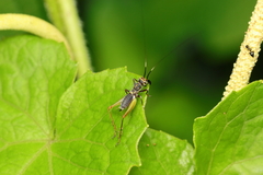 Phylloscyrtus amoenus