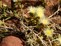 Mesembryanthemum nitidum