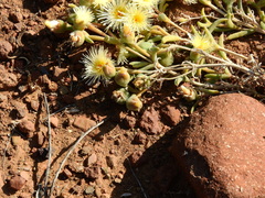 Mesembryanthemum nitidum