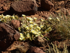 Mesembryanthemum nitidum