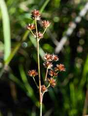 Juncus lomatophyllus