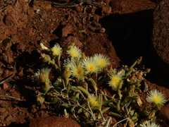 Mesembryanthemum nitidum