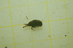 Mordellaria aurofasciata