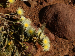 Mesembryanthemum nitidum