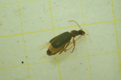 Dromius