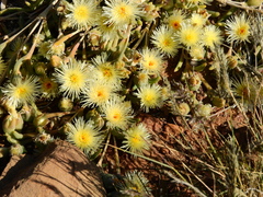 Mesembryanthemum nitidum