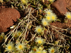 Mesembryanthemum nitidum