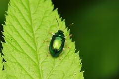 Colaspis laeta