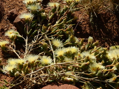 Mesembryanthemum nitidum