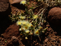 Mesembryanthemum nitidum