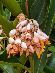 Alpinia zerumbet