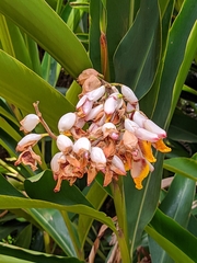 Alpinia zerumbet