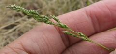 Poa sphondylodes