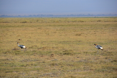 Balearica regulorum