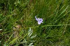 Moraea inclinata